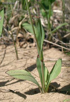 Image of twoflower dwarfdandelion