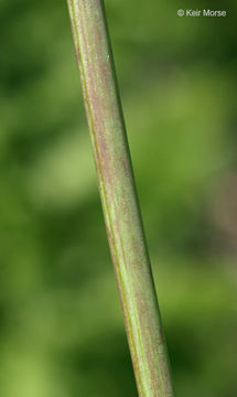 Image of twoflower dwarfdandelion