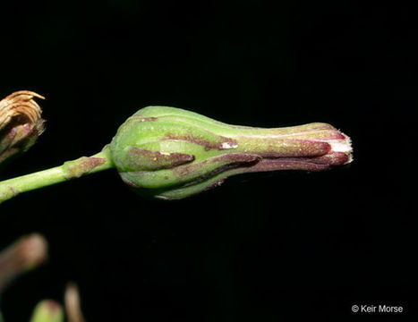 Image of tall blue lettuce