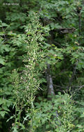 Image of tall blue lettuce