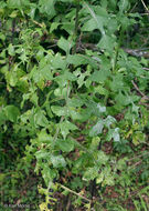 Image of tall blue lettuce