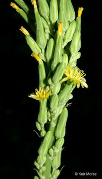 Imagem de Lactuca canadensis L.