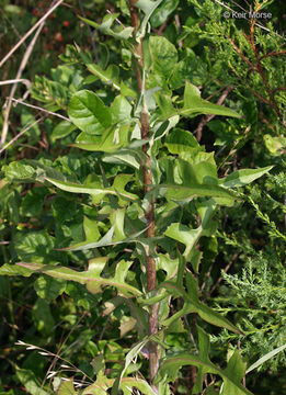 Imagem de Lactuca canadensis L.