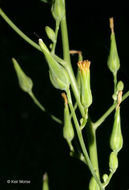 Imagem de Lactuca canadensis L.