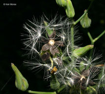 Imagem de Lactuca canadensis L.