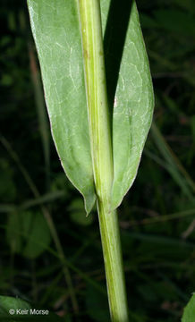 Image of Canada lettuce