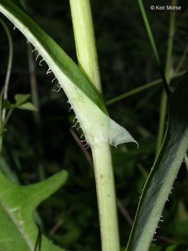 Image of Canada lettuce