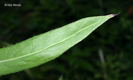 Imagem de Lactuca canadensis L.