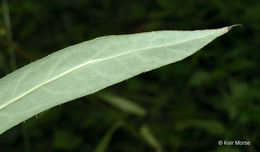 Imagem de Lactuca canadensis L.