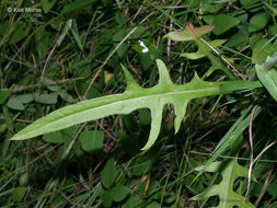 Imagem de Lactuca canadensis L.