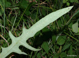 Imagem de Lactuca canadensis L.