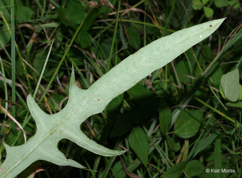 Image of Canada lettuce