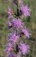 Image of tall blazing star