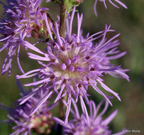 Image of tall blazing star