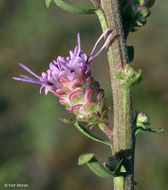 صورة Liatris aspera Michx.