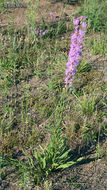 Image of tall blazing star