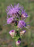 Imagem de Liatris aspera Michx.