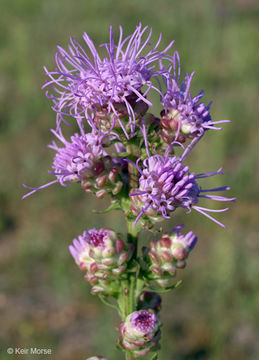 صورة Liatris aspera Michx.