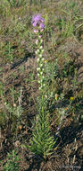 Image of tall blazing star