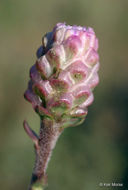 Image of tall blazing star