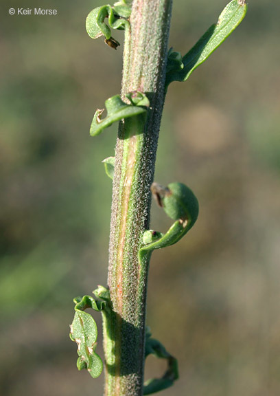 صورة Liatris aspera Michx.