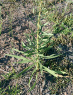 Image of tall blazing star