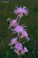 Imagem de Liatris aspera Michx.