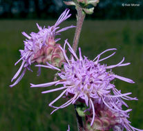 Imagem de Liatris aspera Michx.