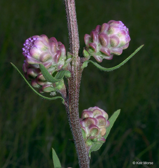 Image of tall blazing star