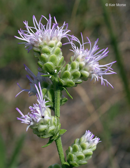 Image of tall blazing star