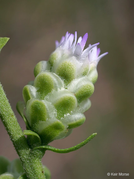 Image of tall blazing star