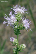 Image of tall blazing star