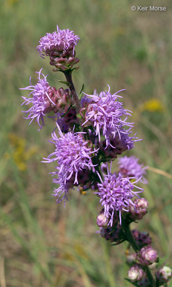 Image of tall blazing star