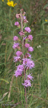 Слика од Liatris ligulistylis (Nelson) Schumann