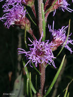 Слика од Liatris ligulistylis (Nelson) Schumann