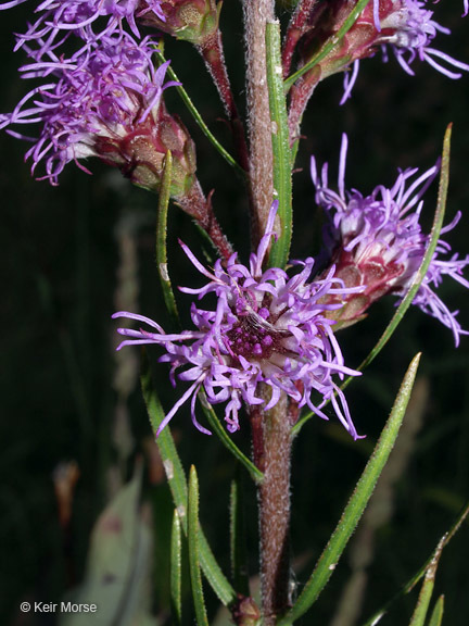 Слика од Liatris ligulistylis (Nelson) Schumann