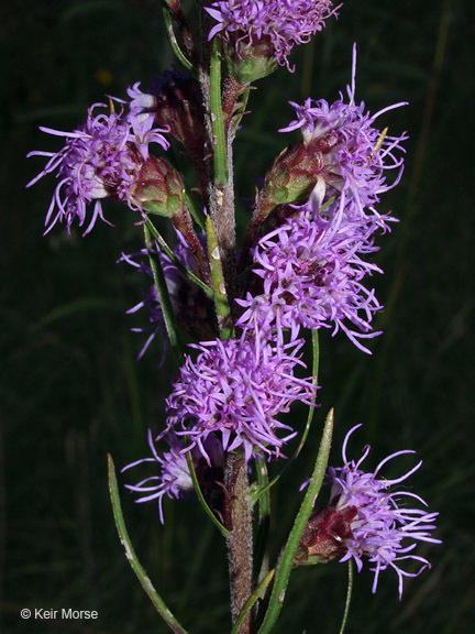 Слика од Liatris ligulistylis (Nelson) Schumann