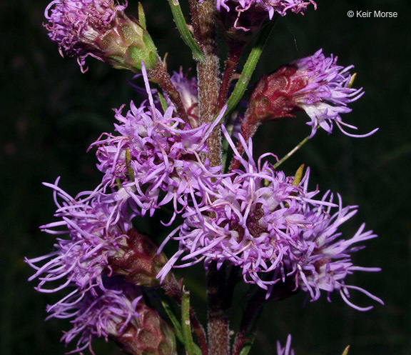 Слика од Liatris ligulistylis (Nelson) Schumann