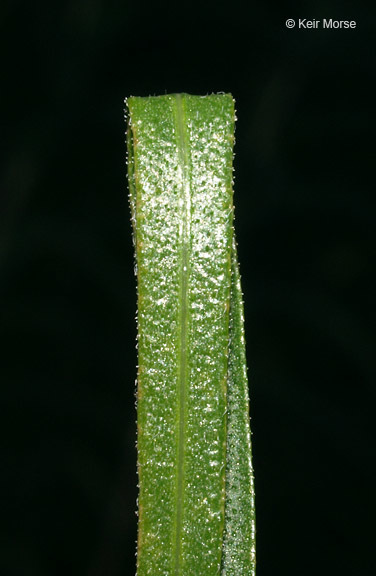 Image of Rocky Mountain blazing star