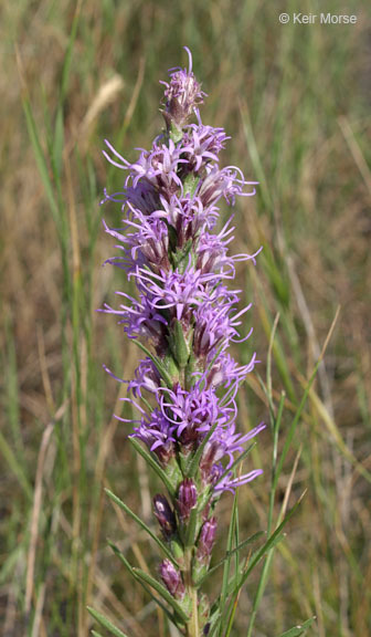 Image of <i>Liatris <i>punctata</i></i> var. punctata