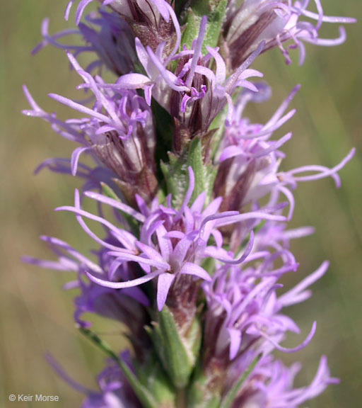 Image of <i>Liatris <i>punctata</i></i> var. punctata