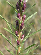 Image of <i>Liatris <i>punctata</i></i> var. punctata