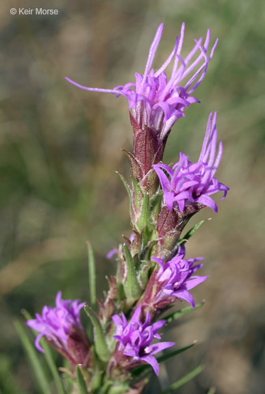 Image of <i>Liatris <i>punctata</i></i> var. punctata