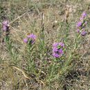 Image of <i>Liatris <i>punctata</i></i> var. punctata