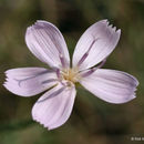 Image of rush skeletonplant