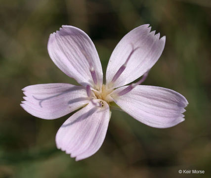 Image of rush skeletonplant