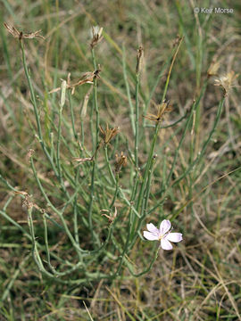 Image of rush skeletonplant