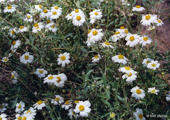 Image of plains blackfoot