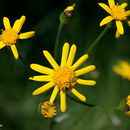 Image of golden ragwort