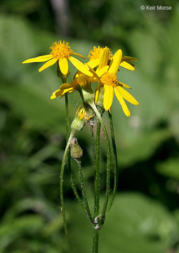 Image of golden ragwort